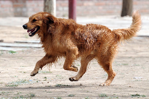 corriendo con golden retriever grande - trained dog animals hunting labrador retriever golden retriever fotografías e imágenes de stock