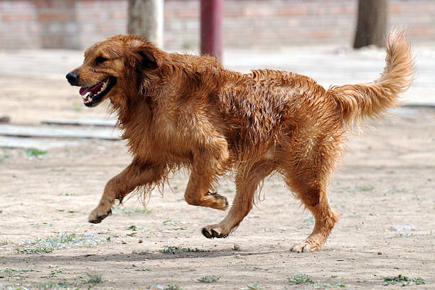 A Golden Retriever running fast