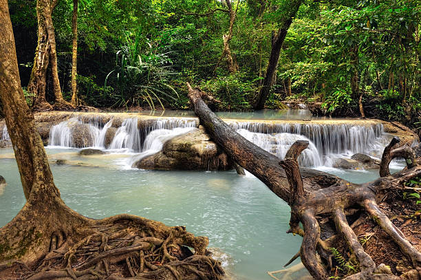 부품을 에라완폭포, 나무를 foreground (전경 - waterfall erawan tropical rainforest tree 뉴스 사진 이미지