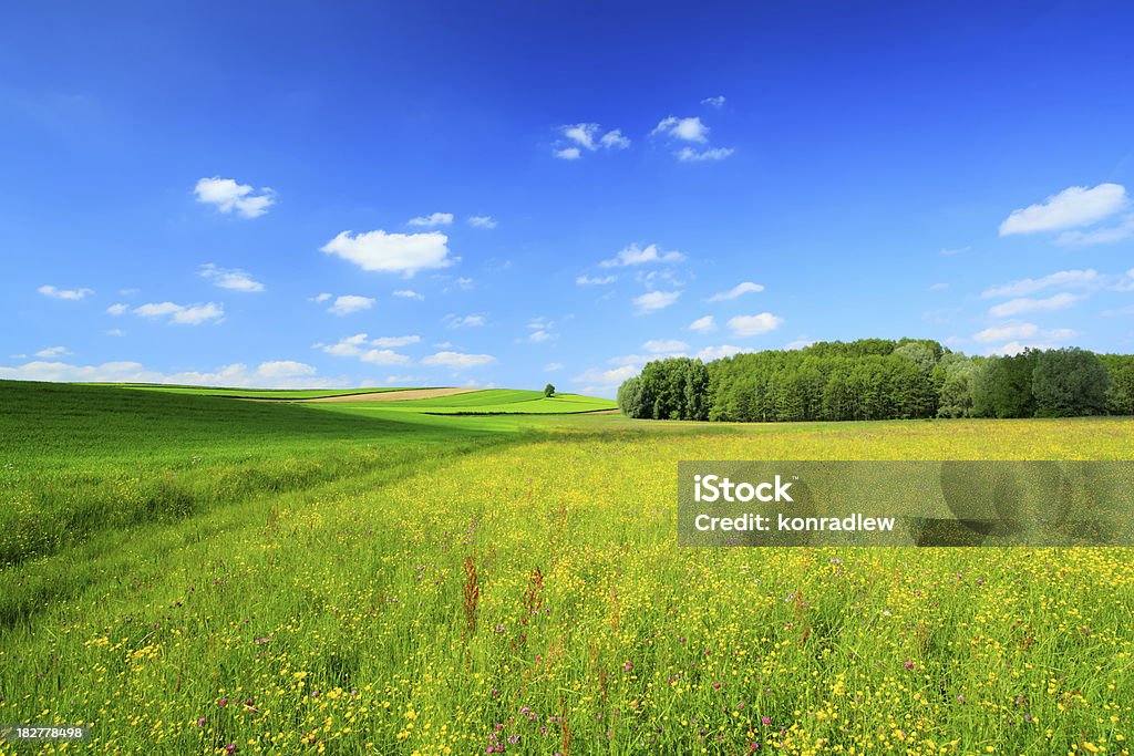 Paisaje de primavera-Meadow - Foto de stock de Agricultura libre de derechos