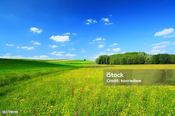 Paisaje De Primaverameadow Foto de stock y más banco de imágenes de Agricultura - Agricultura, Aire libre, Ajardinado