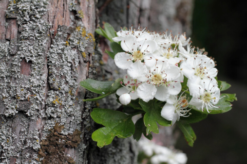 The white hawthorn blossom, also known as 'may' and 'whitethorn', starts to appear at the end of April here in London. Sometimes, as here, the may blossom grows tight to the lichen-littered trunk of the hawthorn bush / tree. The Latin name for the hawthorn is (Crataegus monogyna).