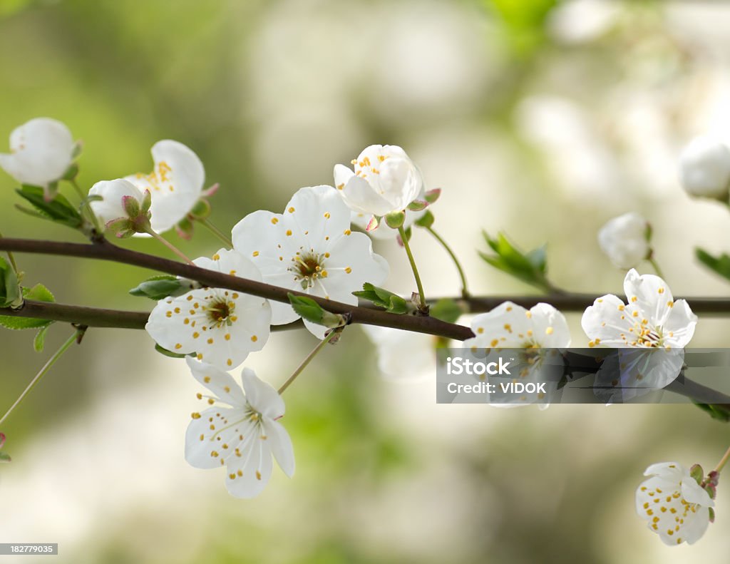 Kirsche Blumen. - Lizenzfrei Anfang Stock-Foto