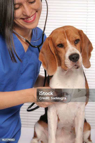 수의사 및 경견 강아지-어린 동물에 대한 스톡 사진 및 기타 이미지 - 강아지-어린 동물, 개, 개과