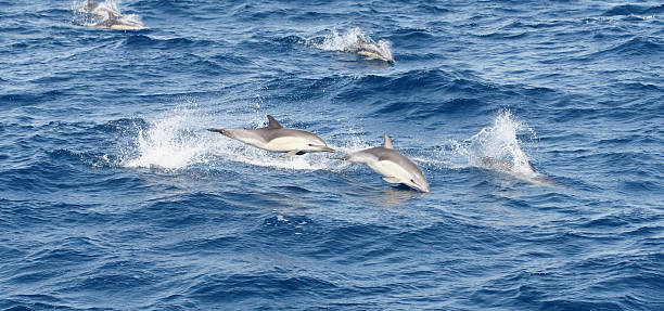 istock Common Dolphins frolic in the waves 182779113