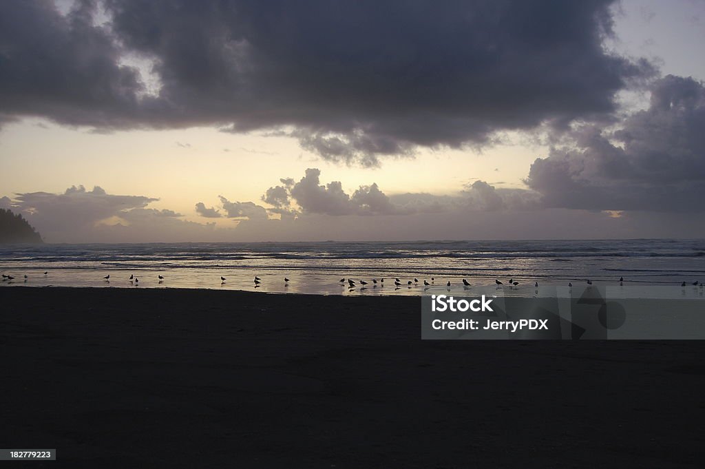 Bando de Seaguls ao pôr-do-sol - Foto de stock de Animal selvagem royalty-free