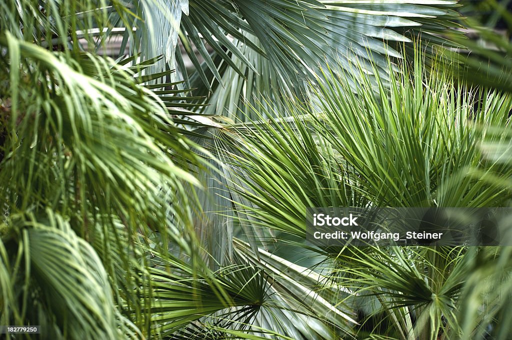 Веера с отделкой из пальмовых листьев - Стоковые фото Абстрактный роялти-фри