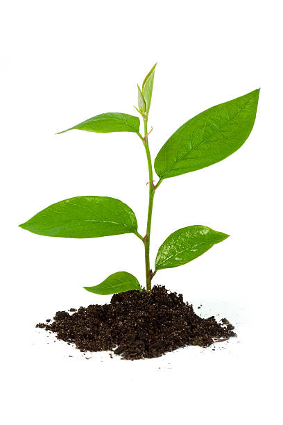 istock Small plant of soil on a white background. 182779303