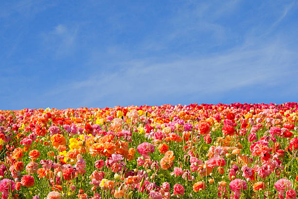 Multicolored Ranunculus Flowers Against Blue Sky