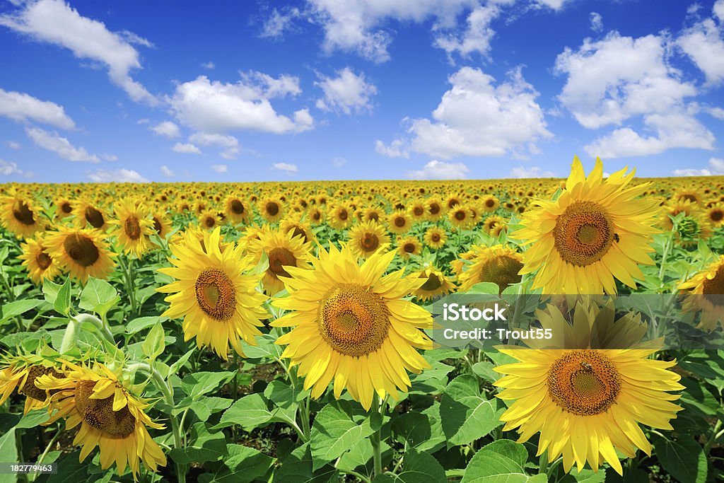 Golden sunflowers, błękitne niebo i białe chmury - Zbiór zdjęć royalty-free (Fotografika)