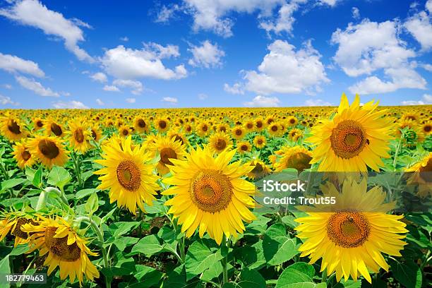 Golden Sunflowers Błękitne Niebo I Białe Chmury - zdjęcia stockowe i więcej obrazów Fotografika - Fotografika, Słonecznik, Biały