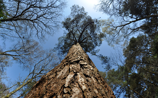 Close up of a massive Norwegian spruce.