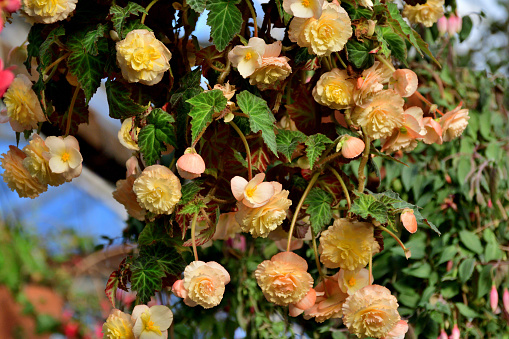 Begonia tuberhybrida is a begonia that, as its name suggests, has tuberous roots. Begonia tuberhybrida makes the ideal hanging basket plant.