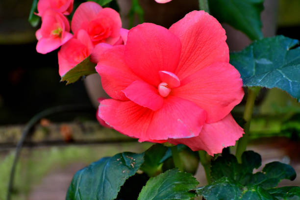 istock Begonia Tuberhybrida 1827796191