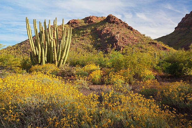 istock Organ pipe cactus and brittlebush in Arizona 182779639