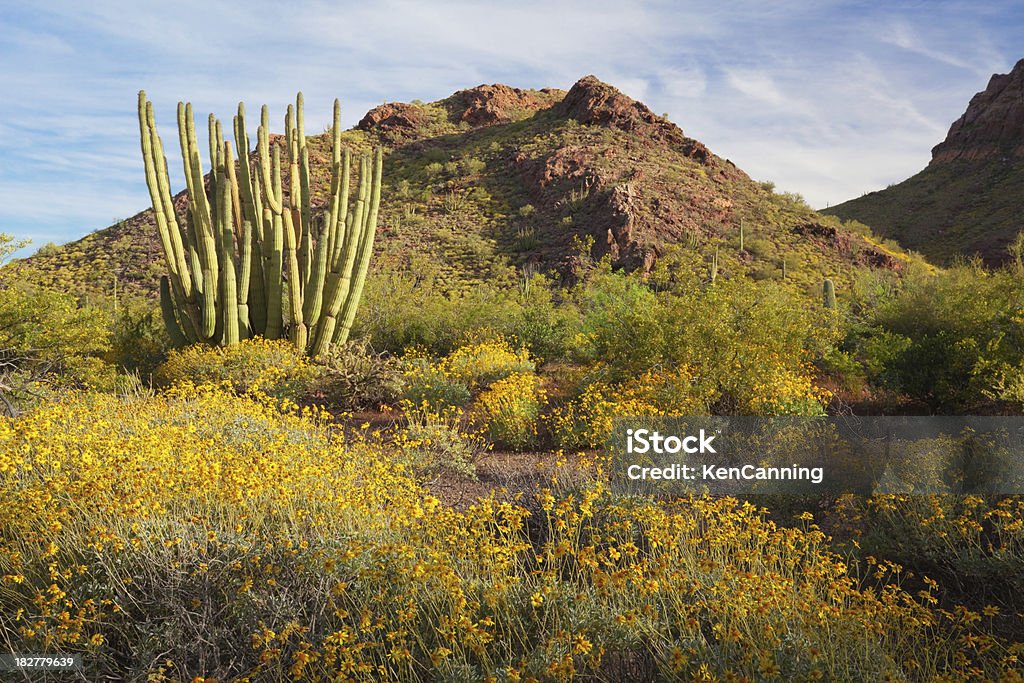 Lemacrocereus Thurberi e Encelia farinosa no Arizona - Foto de stock de Arizona royalty-free