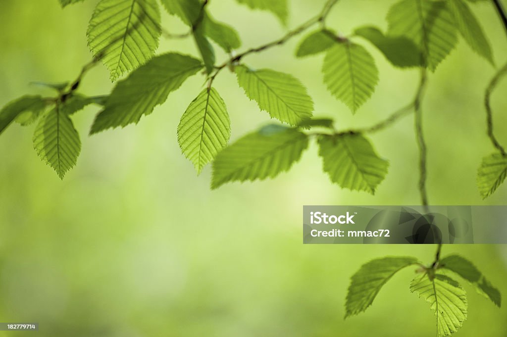 Крупным планом зеленый лист на фоне - Стоковые фото Зелёный цвет роялти-фри
