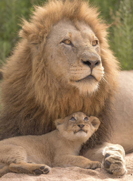 istock The Lion King with his princess daughter 1827797742