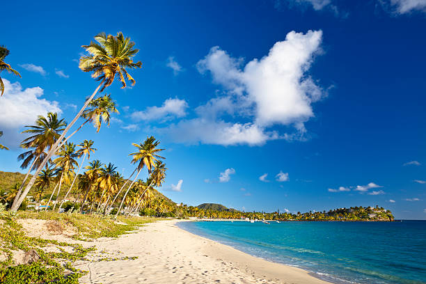 istock Caribbean Beach With Coconut Palm Trees 182779777