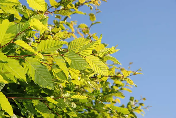 Hornbeam hedge (carpinus betulus) against blue sky