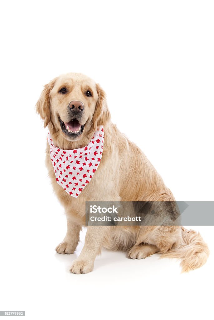 Giorno di Canada cane - Foto stock royalty-free di Cane