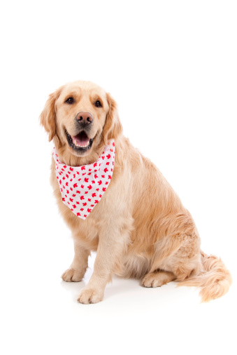 A cute golden retriever with maple leafs on a white background.