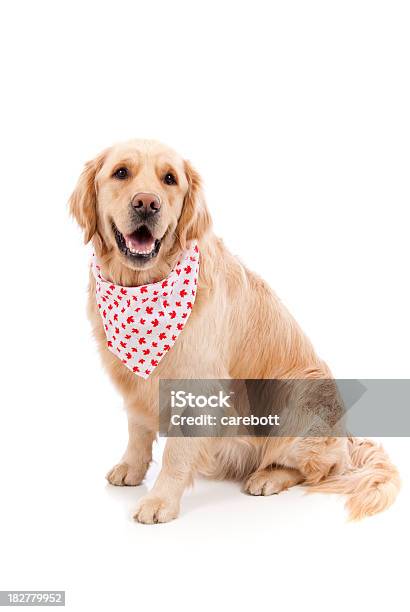 Canada Day Dog Stock Photo - Download Image Now - Dog, Bandana, White Background