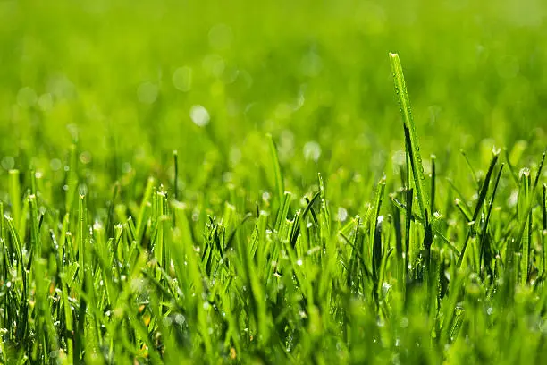 Photo of Grass in spring morning