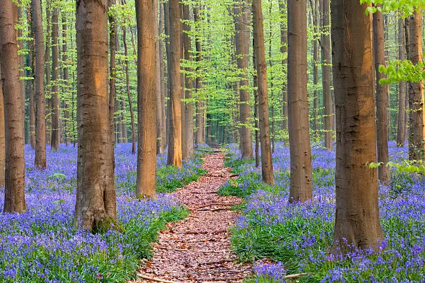 A small path through a beautiful bluebell forest in early morning light.