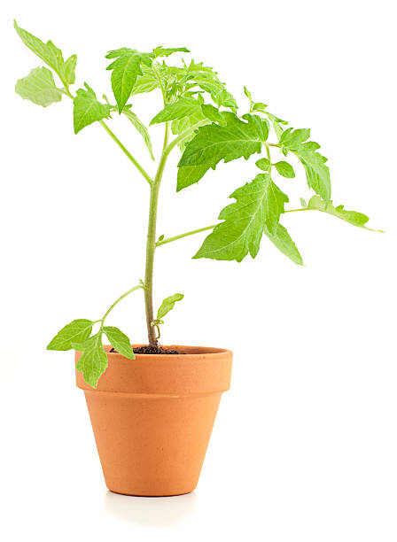 istock Tomato Plant in a Terracota Pot 182780051