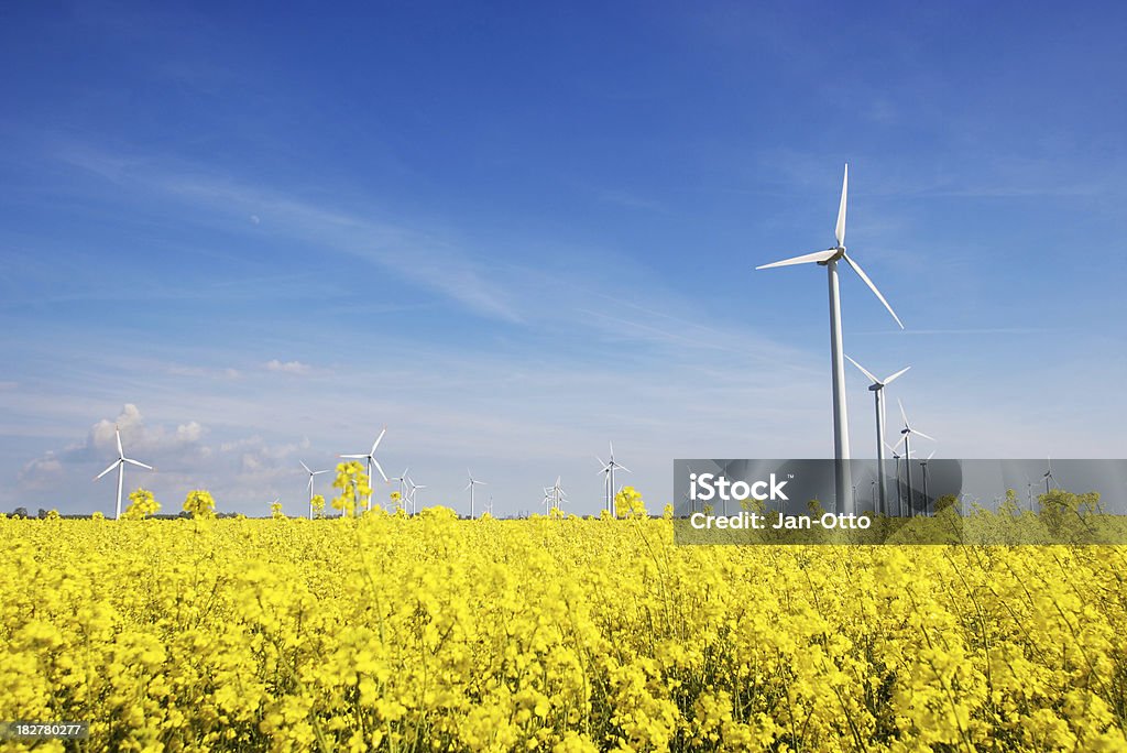 Windmühlen und canola - Lizenzfrei Schleswig-Holstein Stock-Foto