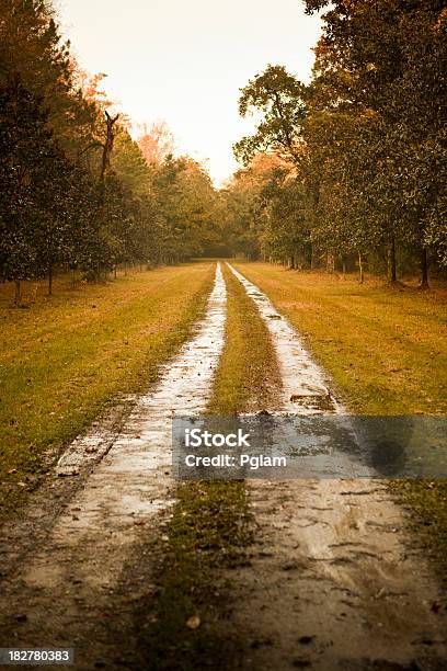 Foto de Plantation Floresta Highway e mais fotos de stock de Antigo - Antigo, Aventura, Baixo - Posição