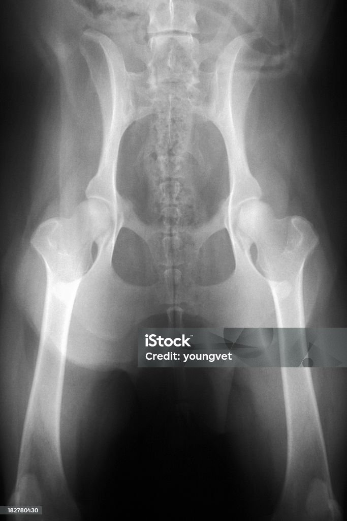 X-ray de un perro pelvis - Foto de stock de Perro libre de derechos