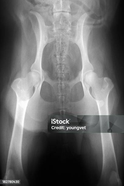 Xray De Un Perro Pelvis Foto de stock y más banco de imágenes de Perro - Perro, Cadera, Anatomía