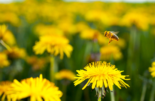 honey bee fly on dandelion 