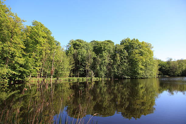 istock Forest lake with mirror - beauty in nature Denmark 182780602