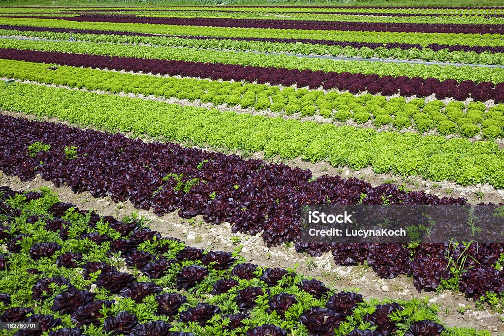 Feld voll Salate. - Lizenzfrei Bunt - Farbton Stock-Foto