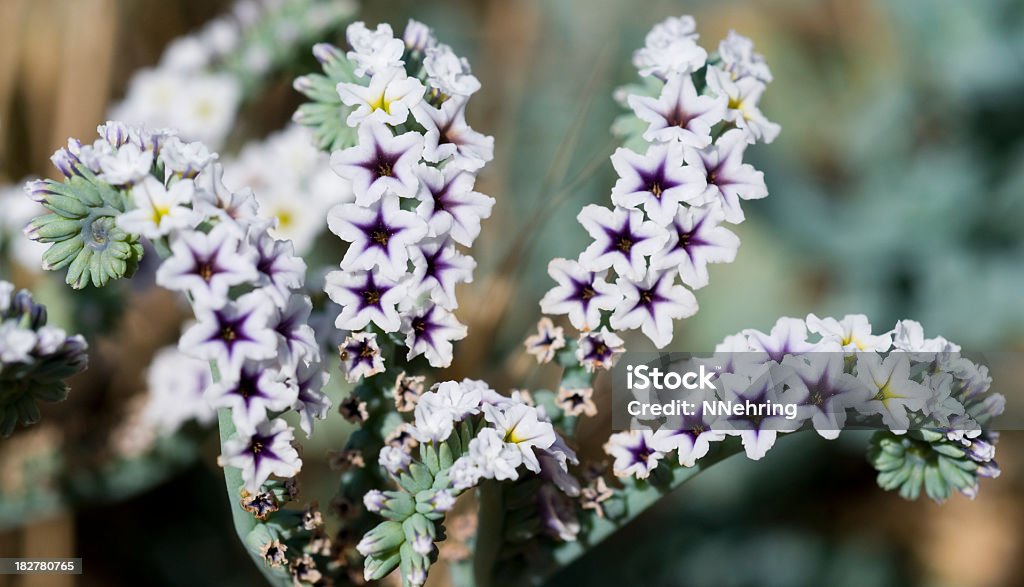 salt heliotrope, Heliotropium curassavicum, flowers Close up of salt heliotrope, Heliotropium curassavicum. Jolon, California, USA. Uncultivated Stock Photo