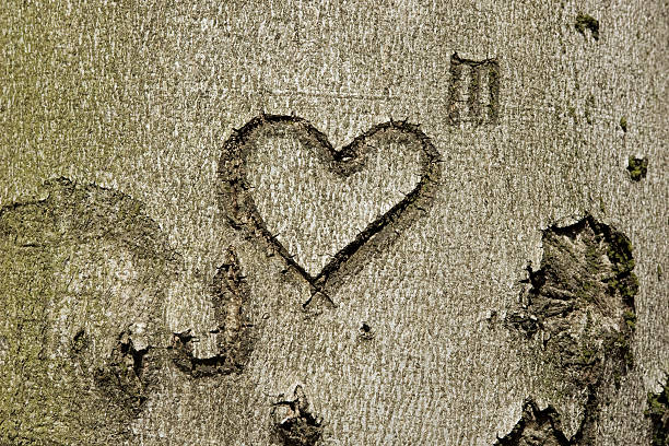 istock Heart in the bark 182781333