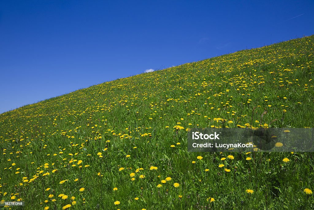 Green Gras und blauer Himmel - Lizenzfrei Blatt - Pflanzenbestandteile Stock-Foto
