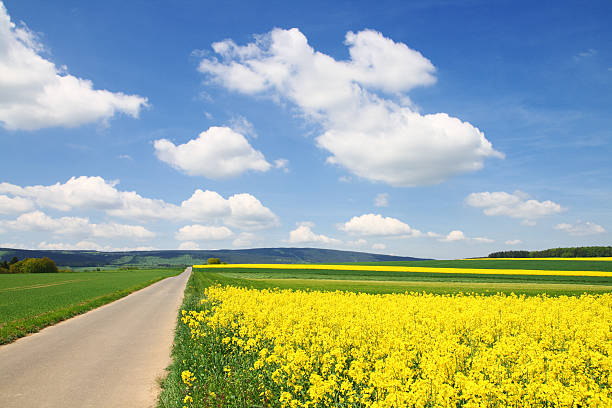 istock Small Asphalt Road leading through Agricultural Fields 182781469