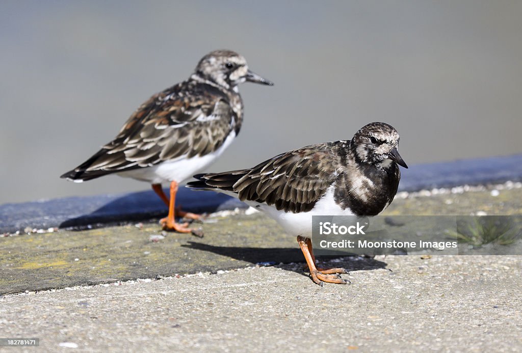 Ruddy Voltapietre nel Kent, Inghilterra - Foto stock royalty-free di Uccello