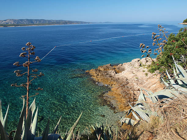 istock Piece of  Dalmatia 182781670