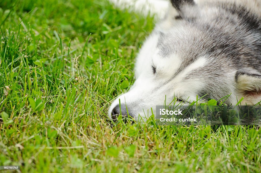 Husky - Royalty-free Amizade Foto de stock