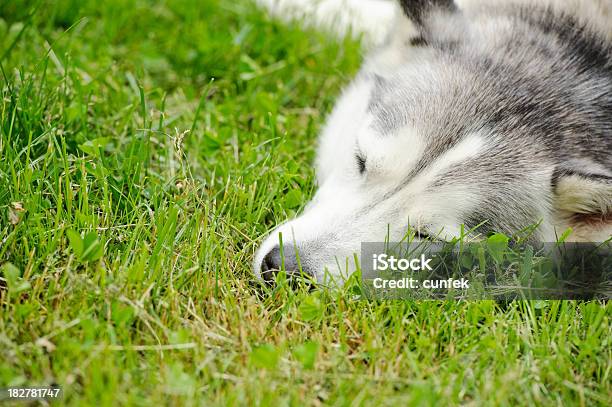 Husky - Fotografias de stock e mais imagens de Amizade - Amizade, Animal, Animal de Estimação