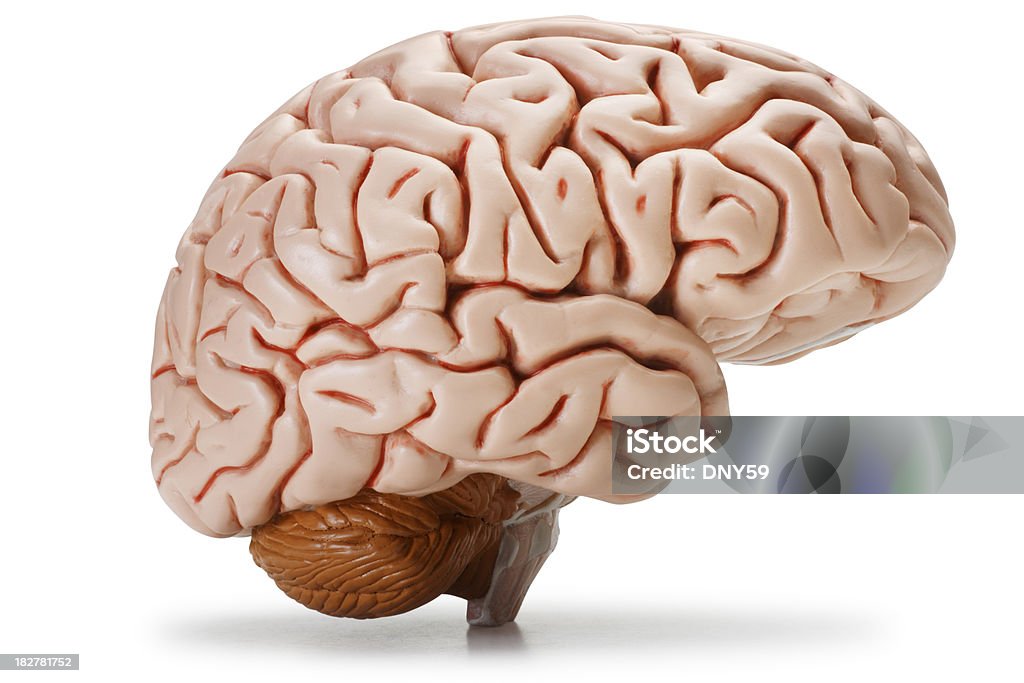 Brain A profile of the human brain. Clipping path included. Cut Out Stock Photo