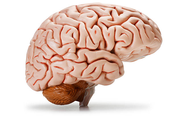 Brain A profile of the human brain. Clipping path included. model object photos stock pictures, royalty-free photos & images