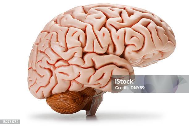 Brain Stock Photo - Download Image Now - Cut Out, White Background, Human Brain
