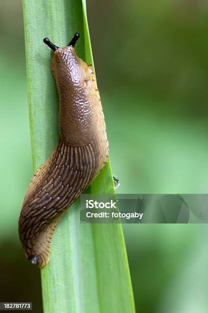 Lesma - Fotografias de stock e mais imagens de Lesma - Lesma, Animal, Chuva