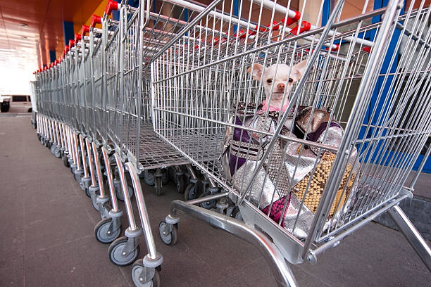 istock Dog Chihuahua Shopping 182781784